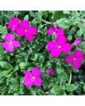 Aubrieta hybrida Red Cascade